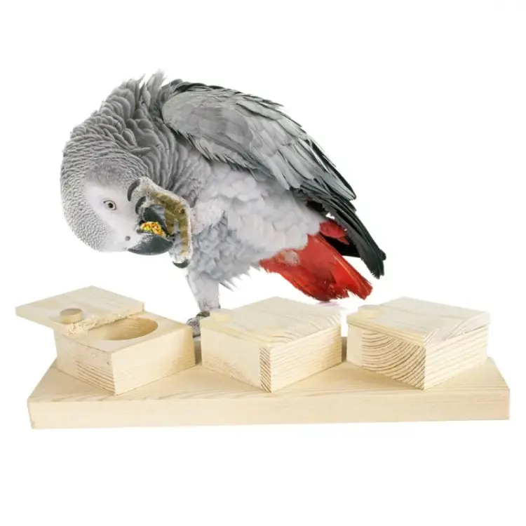 Trening - zabawka dla wszystkich papug od ParrotPlanet.pl