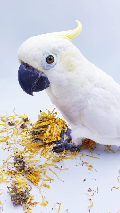 Polly's Natural Eternal Feathers Organic - Organiczna herbatka dla papug 40g od ParrotPlanet.pl