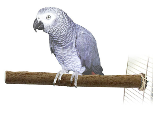 Żerdź z drzewa orzechowego dla dużych i średnich papug 40 x 2,5 cm od ParrotPlanet.pl