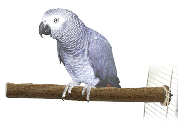 Żerdź z drzewa orzechowego dla dużych i średnich papug 40 x 2,5 cm od ParrotPlanet.pl