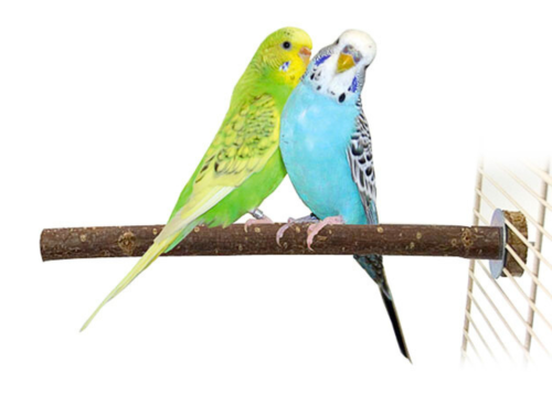 Żerdź dla małych papug z drzewa orzechowego 25 x 1,7 cm od ParrotPlanet.pl