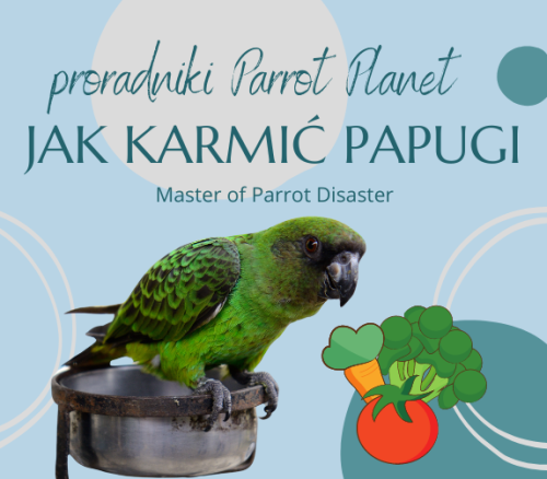 Poradnik ParrotPlanet - JAK KARMIĆ PAPUGI - Poradnik Początkującego Papuziarza