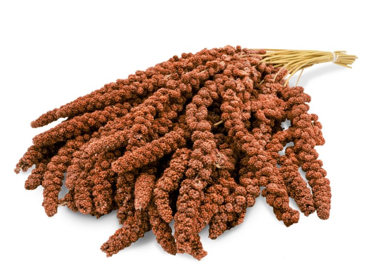 JR FARM Spray Millet red- proso czerwone w kłosach 1kg od ParrotPlanet.pl
