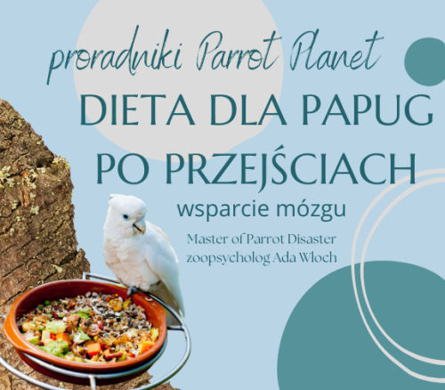 Poradnik ParrotPlanet - DIETA DLA PAPUG PO PRZEJŚCIACH - Poradnik Początkującego Papuziarza