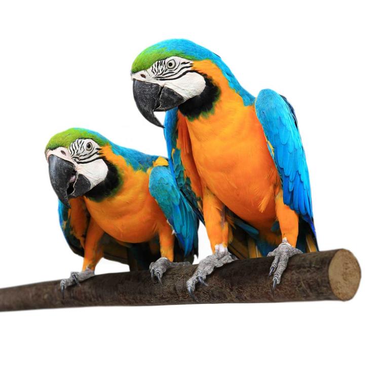 Żerdź natura z korą DLA PAPUG - 1m rozmiar L/XL - bez mocowania od ParrotPlanet.pl