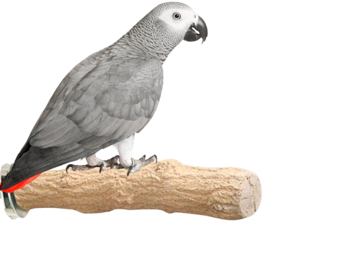 Żerdź dla papug do pielęgnacji pazurów średnica 4 cm od ParrotPlanet.pl