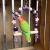 Lawendowa Huśtawka - dla średnich i małych papug 15 x 19 x 5 cm od ParrotPlanet.pl
