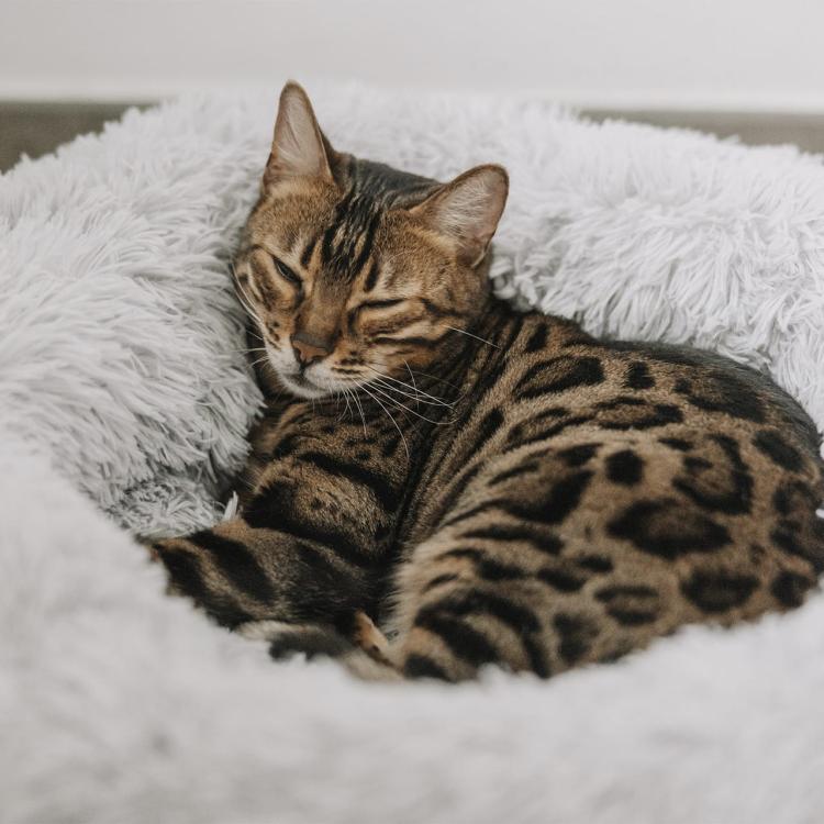 Sarnia - S- Pluszowe Legowisko- łóżko dla kota i psa od Canadian Cat - jasnoszare od ParrotPlanet.pl