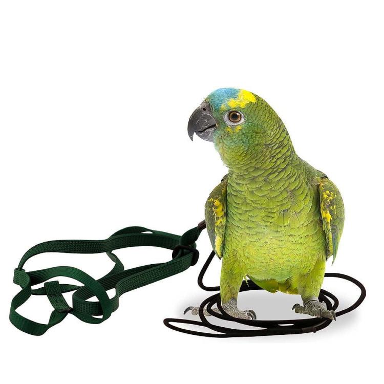 AVIATOR taille S bleu – harnais de vol pour perroquets de 190 à 450 g ParrotPlanet.fr