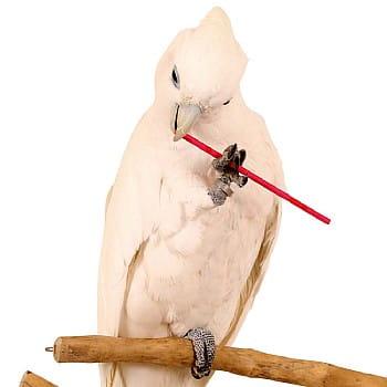 Naturalne, kolorowe patyczki - zabawka do łapki lub DIY dla wszystkich papug od ParrotPlanet.pl