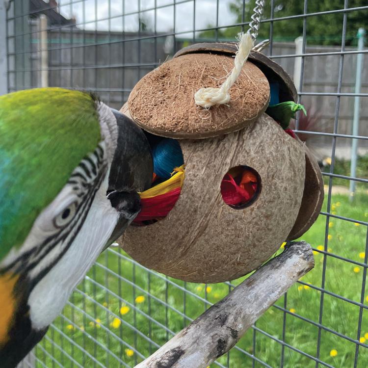 CoCo Loco | Kokosowa, naturalna zabawka dla Papug od ParrotPlanet.pl