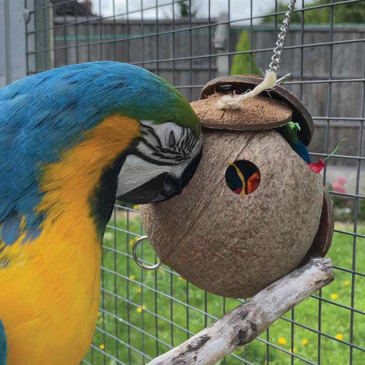 CoCo Loco | Kokosowa, naturalna zabawka dla Papug od ParrotPlanet.pl