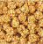 Lafeber NutriBerries Original Classic - Pokarm w kształcie kuleczek dla średnich i dużych papug PRÓBKA 28g od ParrotPlanet.pl
