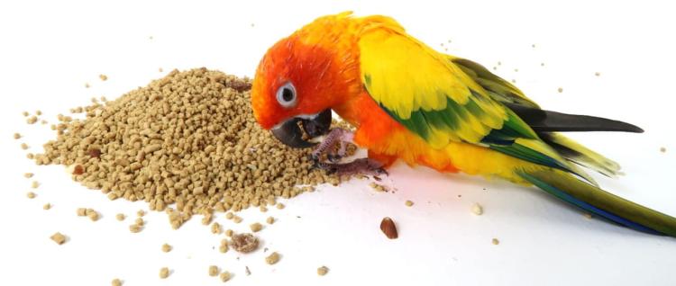 VETAFARM- PARROT ESSENTIALS - Całoroczny granulat ORZECHOWO-OWOCOWY dla WSZYSTKICH PAPUG 2kg od ParrotPlanet.pl