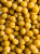 Crunchy Puff Peak - Groszek ptysiowy orkiszowy - dla wszystkich papug 35g od ParrotPlanet.pl