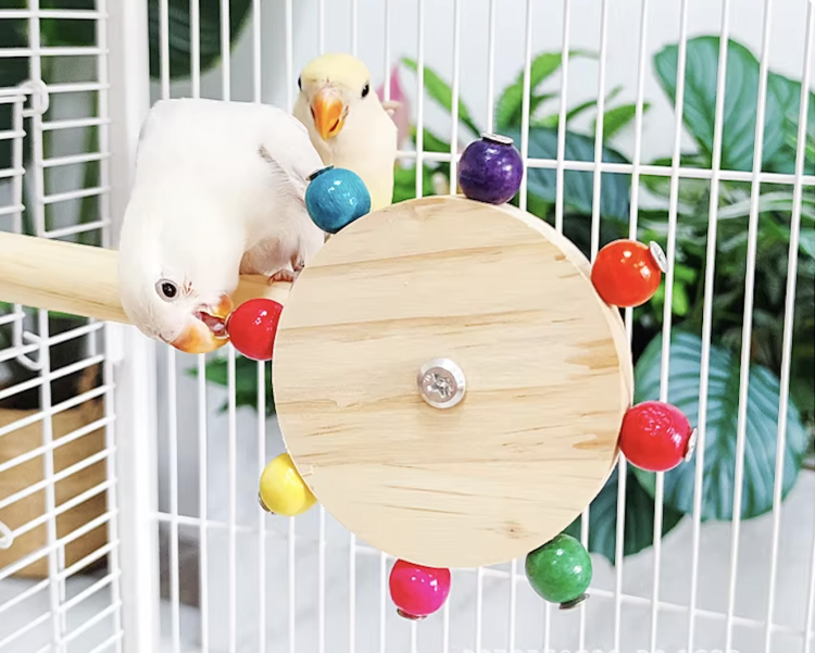 Zaczarowany Kwiat – Żerdź dla małych i średnich papug od ParrotPlanet.pl
