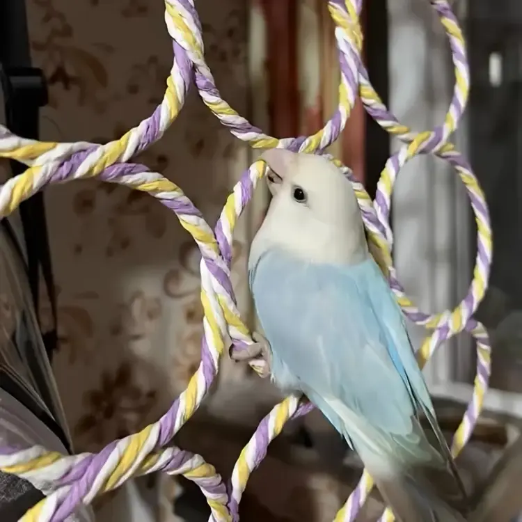 Kółka na Wieszaku – Wspinaczka dla małych i średnich papug od ParrotPlanet.pl