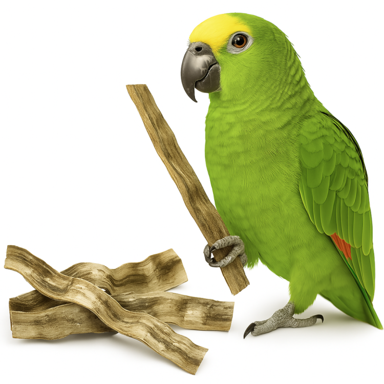 Gruba Liana Brazylijska - dla wszystkich PaPug 50 cm od ParrotPlanet.pl