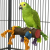 Perchoir en Bois avec Jouets pour Perroquets - 40 cm, Parrot Planet.fr