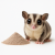 Wisbroek Sugar Glider Nectar – pełnoporcjowa karma dla lotopałanek, opakowanie 800 g  od ParrotPlanet.pl