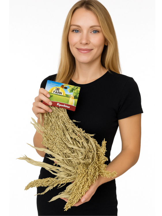 JR FARM Proso rozpierzchłe w kłosach do chrupania dla wszystkich papug 100g od ParrotPlanet.pl