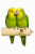Parrot Planet - Żerdź brzozowa naturalna dla papug rozm. M/L - 30cm