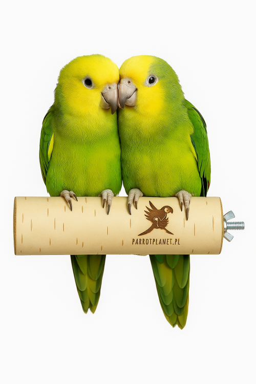 Parrot Planet - Żerdź brzozowa naturalna dla papug rozm. M/L - 30cm
