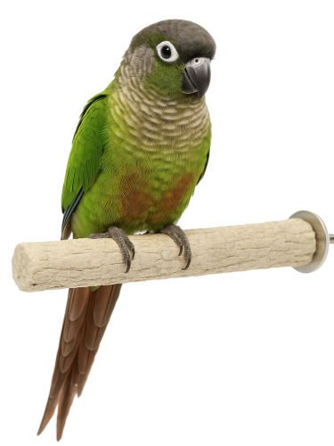 Żerdź do pielęgnacji pazurów S/M 15cm od ParrotPlanet.pl
