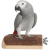 Stolik- Drewniana Platforma dla Papug od ParrotPlanet.pl