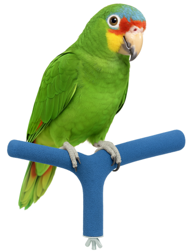 Podwójna terapeutyczna żerdź piaskowana M - dla średnich papug od parrotplanet.pl