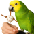 Mały Piłkarz - zabawka do łapki dla papug od ParrotPlanet.pl