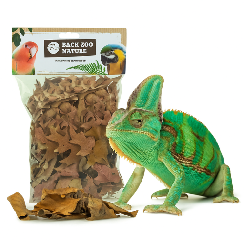 Złota Jesień – Naturalne Liście do Terrarium dla Gadów 35–50g | Dekoracja, Kryjówki, Warstwa Ściółki od ParrotPlanet.pl
