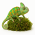 Mata z mchu 60x45 cm – naturalne tło do terrarium dla gadów i płazów od ParrotPlanet.pl