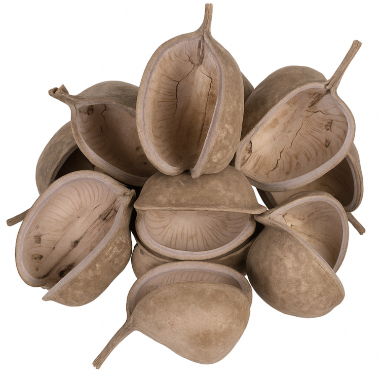 Naturalna miseczka z orzecha Budda Nuts XL – kryjówka i dekoracja do terrarium gadów od ParrotPlanet.pl