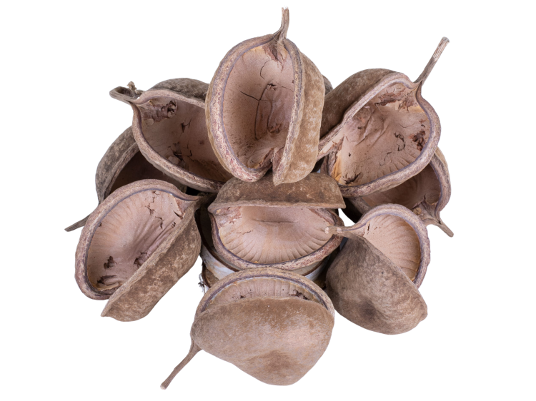 Naturalna miseczka z orzecha Budda Nuts XL – kryjówka i dekoracja do terrarium gadów od ParrotPlanet.pl