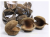 Naturalna miseczka z orzecha Budda Nuts XL – kryjówka i dekoracja do terrarium gadów od ParrotPlanet.pl