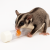 Tube sensorielle pour friandises – enrichment et jouet pour sugar gliders | Parrot Planet.fr