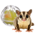 Balle sensorielle pour sugar gliders – jouet et mangeoire d’enrichissement | Parrot Planet.fr