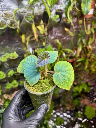 Begonia rockii – opalizująca piękność z Azji do tropikalnych terrariów | Parrot Planet