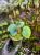 Begonia rockii – opalizująca piękność z Azji do tropikalnych terrariów | Parrot Planet