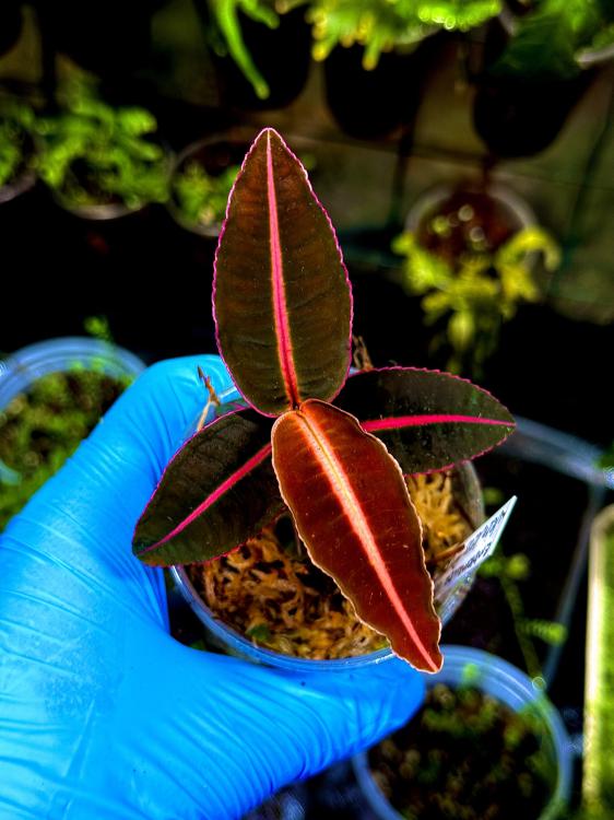 Emblemantha urnulata „Veinless Pink” – różowa roślina tropikalna do terrarium | Parrot Planet