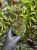 Selaginella sp. Borneo black – ciemnolistna roślina tropikalna do terrarium | Parrot Planet