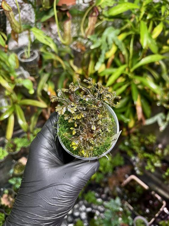 Selaginella sp. Borneo black – ciemnolistna roślina tropikalna do terrarium | Parrot Planet