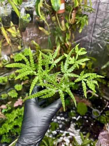Pteris sp. „Japan” – japońska paproć o delikatnych, wąskich liściach do terrarium | Parrot Planet