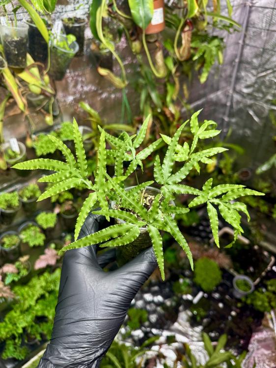 Pteris sp. „Japan” – japońska paproć o delikatnych, wąskich liściach do terrarium | Parrot Planet