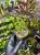 Pilea microphylla roślina do terrarium tropikalna niska pokrywowa | Parrot Planet