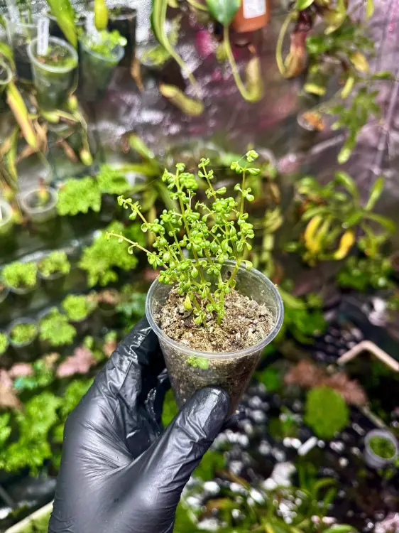 Pilea microphylla roślina do terrarium tropikalna niska pokrywowa | Parrot Planet
