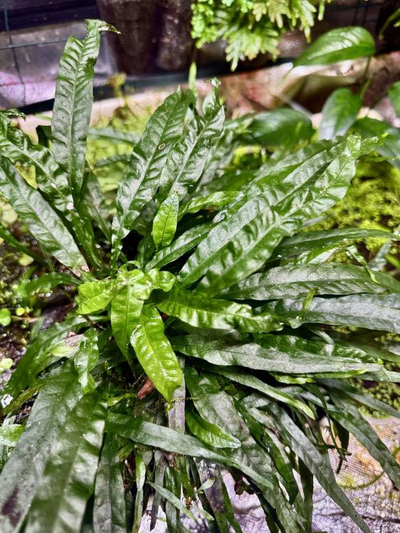 Microsorum sp. – cienioznośna paproć do akwarium i terrarium o zwartej formie | Parrot Planet