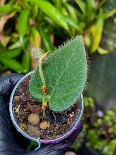Ficus villosa |  szybko rosnąca roślina pnąca do wilgotnych, tropikalnych terrariów | Parrot Planet