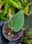 Ficus villosa |  szybko rosnąca roślina pnąca do wilgotnych, tropikalnych terrariów | Parrot Planet